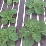 ムシコン　セミワイド黒(イチゴ用) 長さ200m×厚さ0.02mm×幅150cm