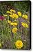 Tick Seed 2229 Canvas Print / Canvas Art - Artist Michael Peychich