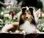 Shetland Sheepdogs, For the Love of 2010 Deluxe Wall (Multilingual Edition)