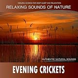Evening Crickets: Relaxing Sounds of Nature