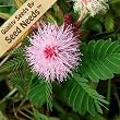 50 Seeds, Sensitive Plant (Mimosa Pudica) Seeds by Seed Needs