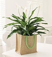 Peace Lily Bag