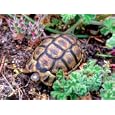 Angulate Tortoise in Flowers, South Africa Photographic Poster Print by Claudia Adams, 40x30
