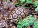 Angulate Tortoise in Flowers, South Africa Photographic Poster Print by Claudia Adams...