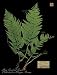 Hay Scented Fern Brian Foster 13x17