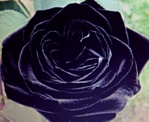 30 Black of Night Rose Seeds - Gorgeous Flower - Stratified Seeds - Copyrighted