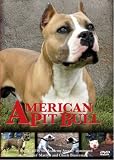American Pit Bull