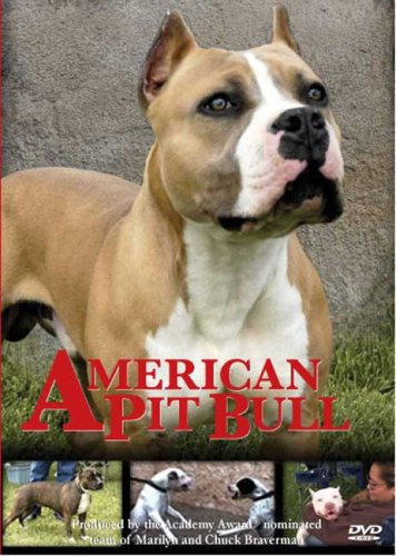 Pitbull Puppy Training Pitbull Puppy Training