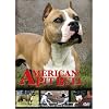 American Pit Bull