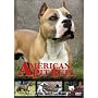 American Pit Bull
