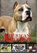 American Pit Bull