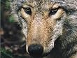 Language of Wolves