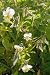 Just Seed British Wild Flower - Field Pansy - Viola arvensis - 5g - Large Packet