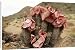 Canvas Prints of HOODIA gordonii - in flower from Ardea Wildlife Pets