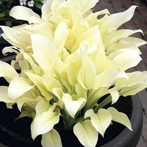White Feather Hosta - UNBELIEVABLE! - NEW! -RARE! - 4