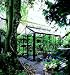 Outdoor Living : Victorian Greenhouse 8 x 8
