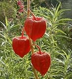 Chinese Lantern Perennial - 25 Plants - Physalis