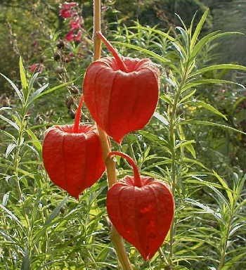 Chinese Lantern Perennial - 4 Plants - Physalis