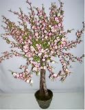 40 Cherry Blossom Tree (Pink)