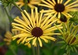 Amazon / Hirts: Perennials: Henry Eilers Black-Eyed Susan Rudbeckia - Golden/Yellow