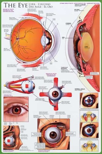 Anatomy of the Human Eye - Optometry 24x36 Poster