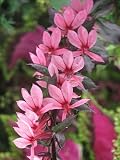 Amazon / Hirts: Perennials; Sun: Salmon Cardinal Perennial 4 Plants -Lobelia- Very Hardy