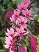Salmon Cardinal Perennial 4 Plants -Lobelia- Very Hardy