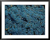 Beautiful Blue-Colored Coral Polyps Festoon a Branch National Geographic Collection Framed Art Poster Print by Wolcott Henry, 39x31