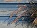 Close View of the Flowers of Ornamental Grass against a Blue Wall, Stonington, Connecticut Premium Photographic Poster Print by Todd Gipstein, 9x12