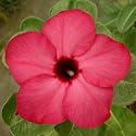 9GreenBox - Adenium Desert National Pride House Plant Bonsai
