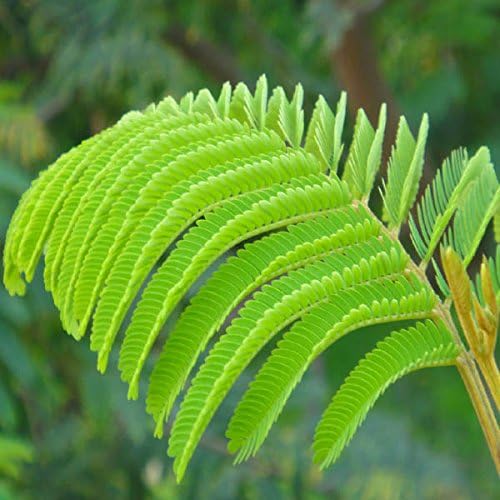 Herb Sensitive Pink Moving Hostilis Mimosa Pudica Seeds Plant