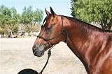 Professionals Choice Equine Nylon Clinician Halter (15-Feet, Lead Black)