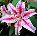 Gift Wrapped Rubrum 20cm Lily Bulb. Great Mother's Day Gift. Gift Wrapped Rubrum 20cm Lily Bulb. Great Mother's Day Gift.