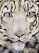 The Snow Leopard