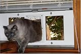 33-38 Window Sash Pet Door 6 x 6 Flap
