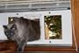 33"- 38" Window Sash Pet Door 7"x 11" Flap