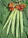 Scarlet Runner Beans, Flowers, and Foliage (Phaseolus Coccineus) Photographic Poster Print by Wally Eberhart, 12x16