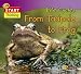 Life Cycles: From Tadpole to Frog: 0 (QED Readers: Start Thinking)