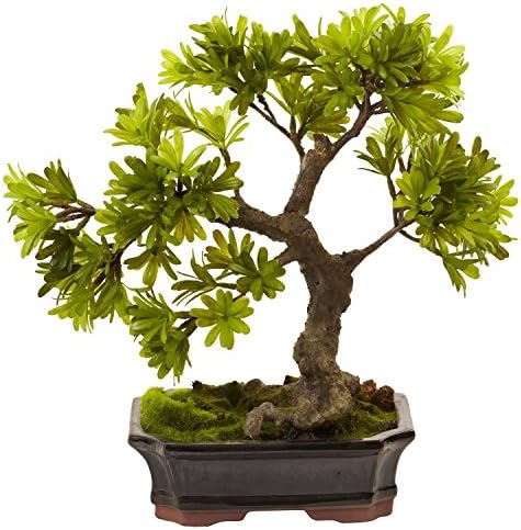 14" Podocarpus Bonsai w/ Moss Planter