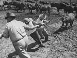 After Arriving on Land, Wild Horses Being Led to Branding Iron, During Core Island Round Up Photographic Poster Print by Thomas D. Mcavoy, 16x12