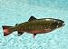 Taxidermy Quality 18" Fiberglass Brook Trout Wall Mount