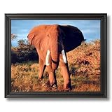 Elephant Large Tusk Close Up African Animal Wildlife Wall Picture Black Framed Art Print