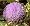 Green Globe Artichoke 15 Seeds - Exotic/Edible