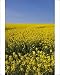 Photographic Prints of A bright yellow field of oilseed rape (rapeseed oil) (Brassica napus) flowers, from Robert Harding