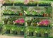 GARDMAN GREENHOUSE SHELVING TWIN PACK LOW PP!!