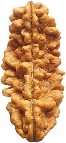 1 Mukhi Rudraksha India CERTIFIED 36.87mm | COLLECTOR 4.20gms One Face Rudraksh Bead