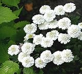 Amazon / Hirt's: Ultra Double White Feverfew - 4 Plants - Tanacetum