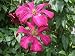 Clematis Viticella 'Madame Julie Correvon' climbing plant, Holds RHS garden merit award