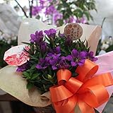 季節の花　りんどう鉢植え：「心実　舞」かご付き 敬老の日ギフト