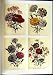C1991 Ornamental Flowers Pink Carnation Clove Loudon